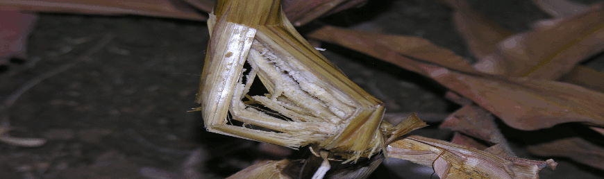 Stalk Fusarium 2.png
